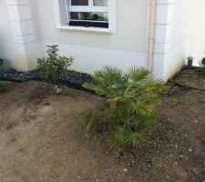 Chamerops humilis   galets noir sur geotextile noir