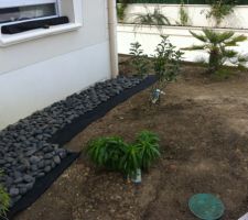 Galets noir sur g&eacute;otextile noir. pommier et p&ecirc;cher nain