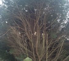 Les tuyas.... qui qint devenus des arbres des vrais!