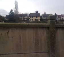 Les tuyas ont disparus!