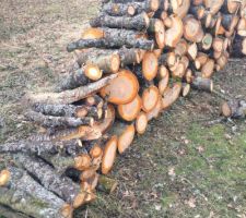 Le cerisier coup&eacute;!