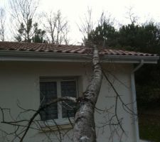 Avant hier soir, en rentrant chez moi, petite surprise. Un arbre de mon voisin qui est le propriétaire de la maison que je loue est tombé sur le toit de la maison. Peu de dégat, ouf