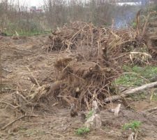 Hum!!quelques souches !!