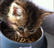 Notre petit Compagnon qui vit dans une belle Maison " Kiwee"