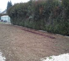 Côté potager : framboisiers plantés.