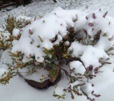 Bruyère en fleur