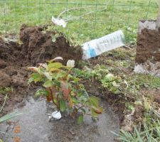 Laurier tin planté hier