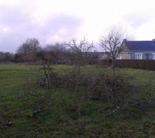 Les arbres sont tous à terre, reste à faire des bûches...