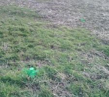 Des bornes vertes (couleurs de l'espoir! :p) ont été posées