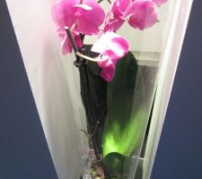 Orchidée avec billes de gel