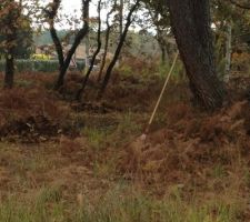 Petit debroussaillage du terrain et il y a de quoi faire