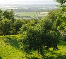 La vue du jardin