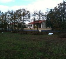 Vue d&eacute;gag&eacute;e des arbres