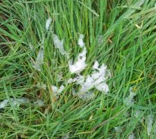Restant de neige