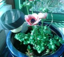 Miss anemone!