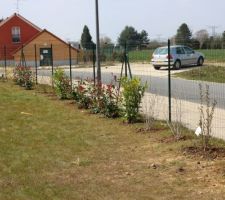 Haie variée sur la partie arrière du terrain en cours de plantation