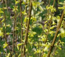 Forsythia