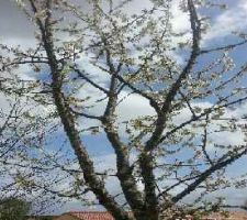 Cerisier en fleur