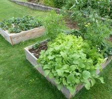 Le potager en carré. Stade expérimental avec de vieilles planches. Ca marche plutôt bien, et la culture est agréable.