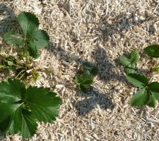 Les paillettes de lin au pied ses fraisiers, maintiennent les fruits au propre et permettent d'arroser bien moins souvent.