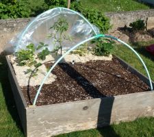 Potagers en carrés, au stade expérimental avant de créer les définitifs et voir si la méthode du potager en carrés nous convient.
D'où les vieilles planches qui le constitue...