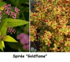 Spirée japonaise Goldflame qui fleuri de juillet à septembre (entre 50 cm et 1 m de hauteur).