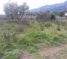 Terrain avant d&eacute;broussaillage... Y a du boulot !