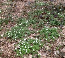 Tapis de fleurs en fôret
