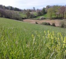 Le terrain sur lequel nous avons fait notre offre, avec un aperçu de la pente et côté ouest.