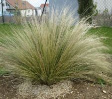 Cheveux d'ange à la sortie de l'hiver