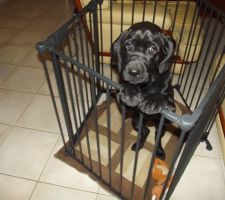 Notre petite CALINE qui grandit (1er Mars 2013)