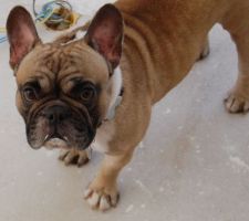 L'architecte d'int&eacute;rieur