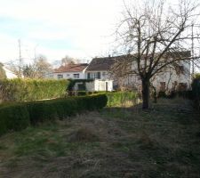 Terrain avant netoyage et dessouchage.