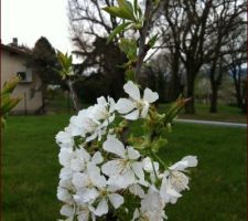 Les premières fleurs du cerisier.