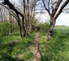 Sentier menant à la Loire à proximité
