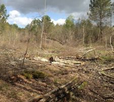 D&eacute;boisage ... &acirc;me sensible s'abstenir ...