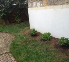 Les hortensias plantés