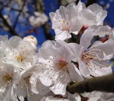 Notre beau Cerisier en fleur : )