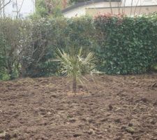 Petit palmier canariensis planté il y a un an. Il semble être bien, de nouvelles palmes poussent!