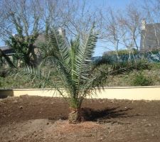 LE "Phoenix canariensis"