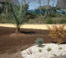 Vue N-E sur le massif d'entrée et LE PALMIER "phoenix canariensis" déjà d'une bonne taille