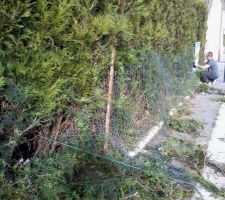 Pour acceder au terrain , faut faire tomber grillage et tuyas ! Le grillage, c'est fait ... merci mon voisin ! a voir demain avec un ami qui debarque avec sa femme et sa tronconneuse pour faire tomber les tuyas !