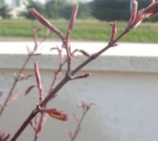 L'érable va bientôt avoir à nouveau de belles feuilles