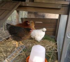 Voici mes poules...