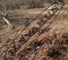 Abatage des arbres 1