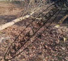 Abatage des arbres 2