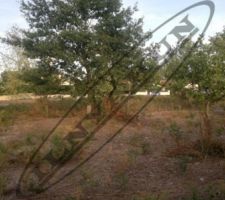 Terrain avant nettoyage