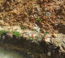 Premi&egrave;re fleur : une jolie tulipe