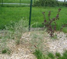 Buddleia et noisetier pourpre