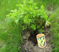 Hypericum inodorum